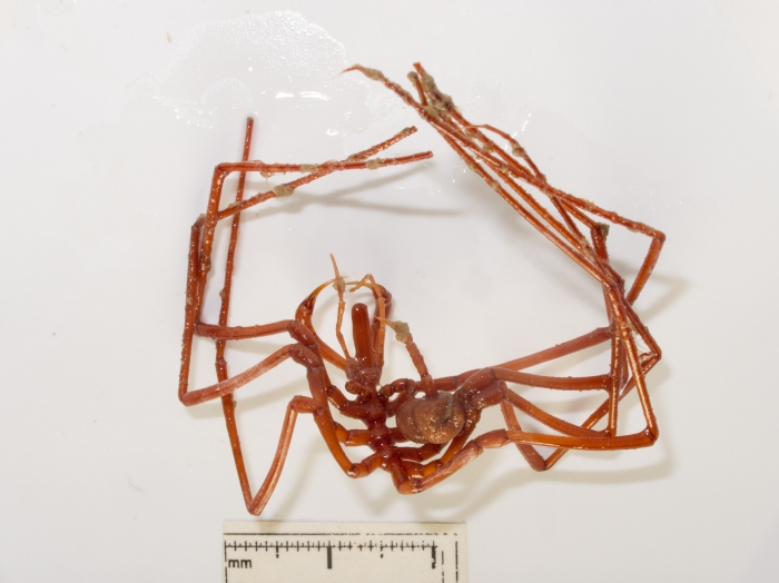Nymphon gracilipes Nymphon gracilipes