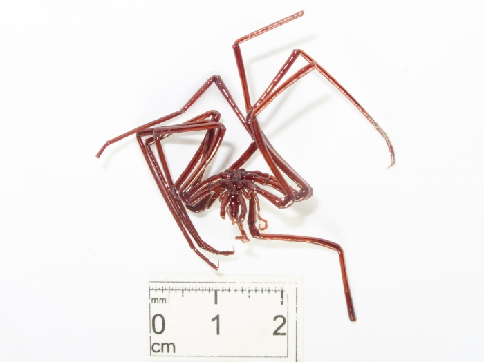 Nymphon megalops Nymphon megalops