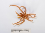 Boreonymphon abyssorum - small, author: Fisheries and Oceans Canada, Claude Nozes