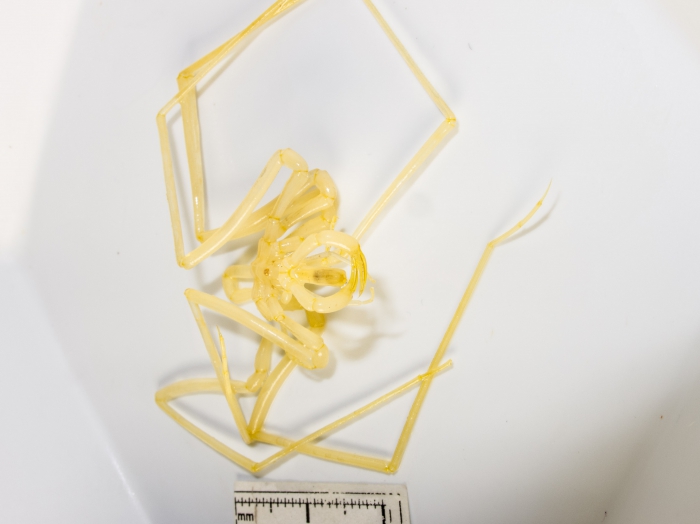 Nymphon stroemi Nymphon stroemi