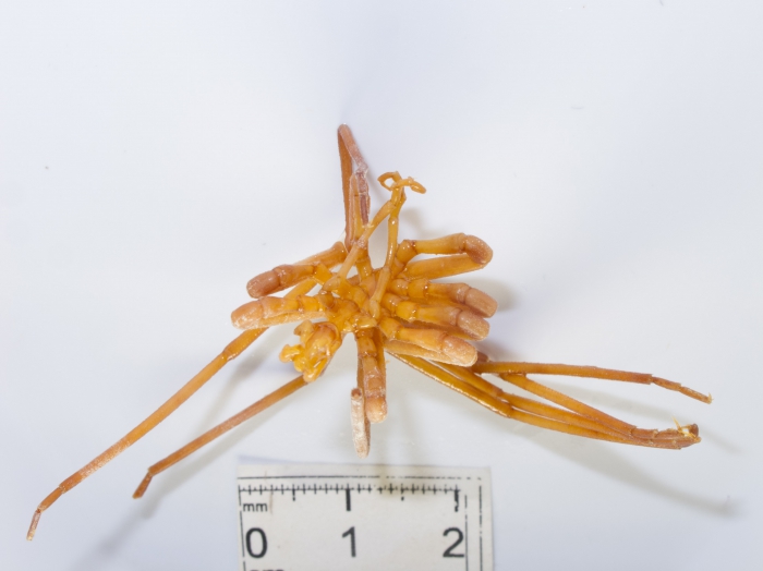 Nymphon serratum Nymphon serratum
