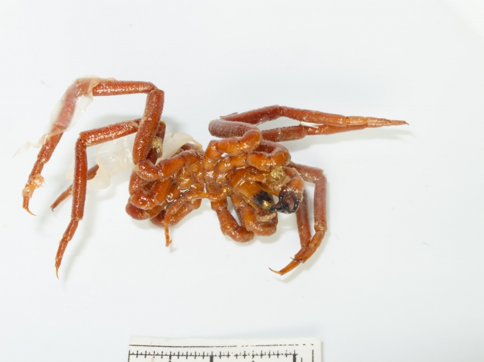 Nymphon robustum Nymphon robustum