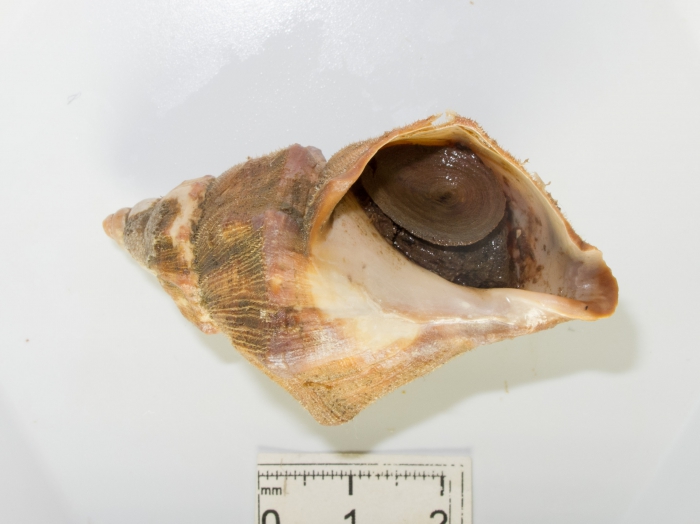 Buccinum angulosum Buccinum angulosum
