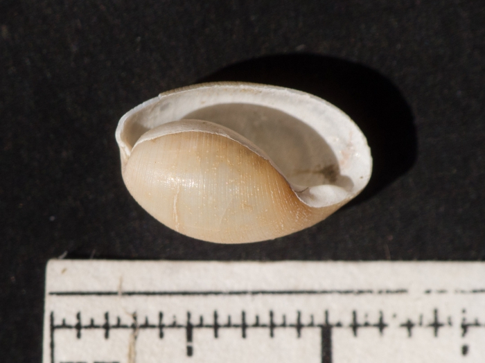 Cylichna occulta Cylichna occulta