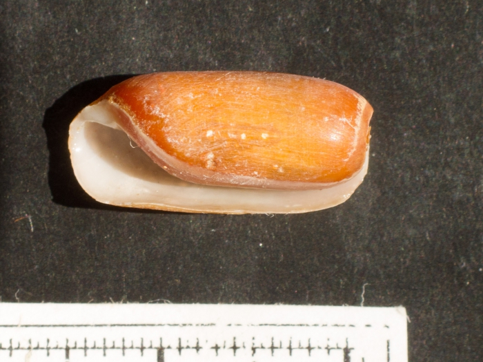 Cylichna alba Cylichna alba