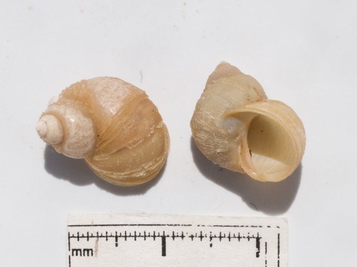 Lacuna glacialis Lacuna glacialis
