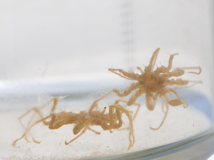 Eurycyde hispida Eurycyde hispida