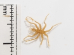 Eurycyde hispida - dorsal, author: Fisheries and Oceans Canada, Claude Nozes