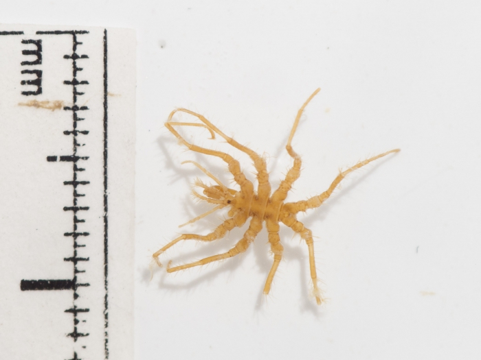 Eurycyde hispida - dorsal Eurycyde hispida - dorsal