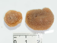 Acanthodoris pilosa - pair