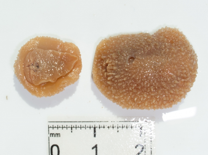 Acanthodoris pilosa - pair