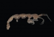 Animalia