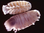 Isopoda