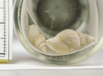 Oenopota declivis, author: Fisheries and Oceans Canada, Claude Nozes