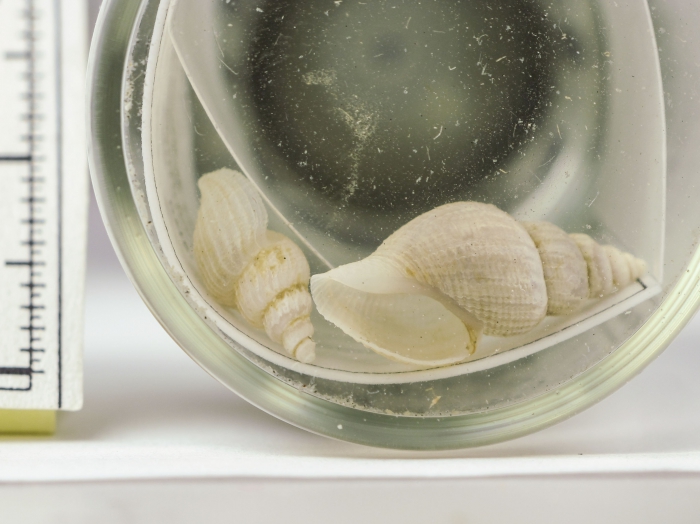 Oenopota declivis Oenopota declivis