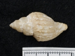 Gastropoda