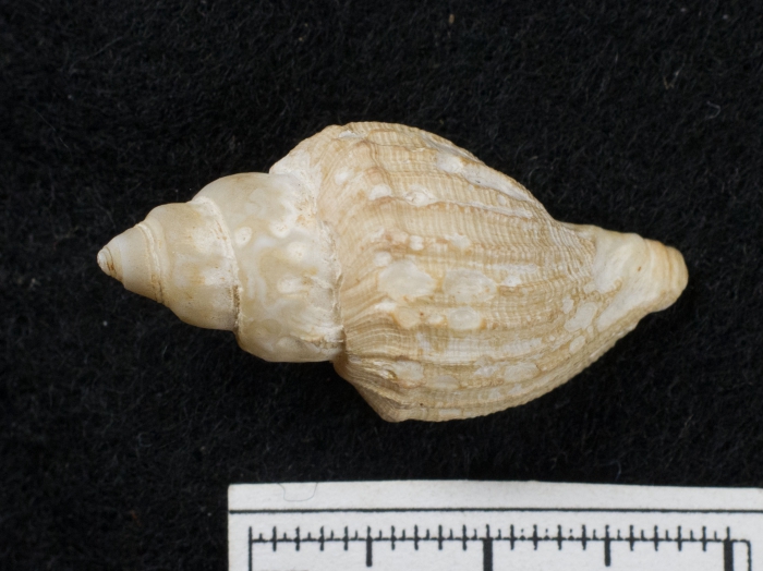 Oenopota harpularius Oenopota harpularius