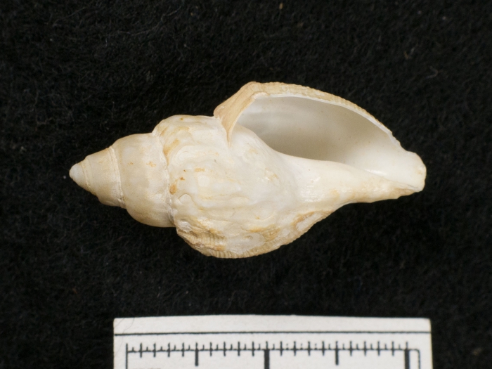 Oenopota harpularius - opening Oenopota harpularius - opening