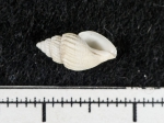 Oenopota tenuiscostata, author: Fisheries and Oceans Canada, Claude Nozes