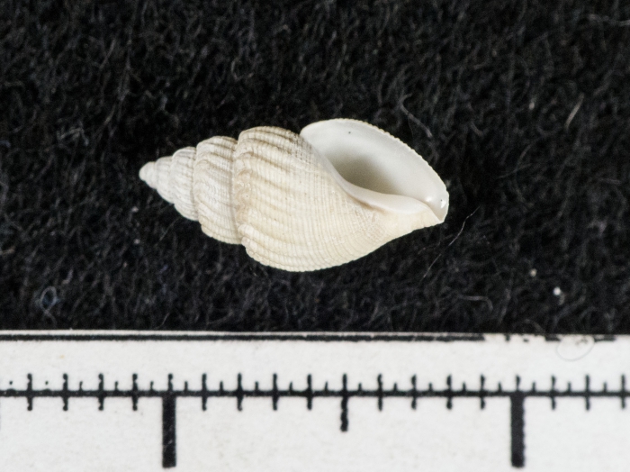Oenopota tenuiscostata Oenopota tenuiscostata