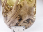 Ophiopleura borealis, author: Fisheries and Oceans Canada, Claude Nozes