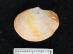 Periploma abyssorum, author: Fisheries and Oceans Canada, Claude Nozes
