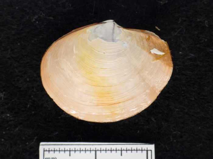 Periploma abyssorum Periploma abyssorum