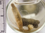 Phascolion strombi, author: Fisheries and Oceans Canada, Claude Nozes
