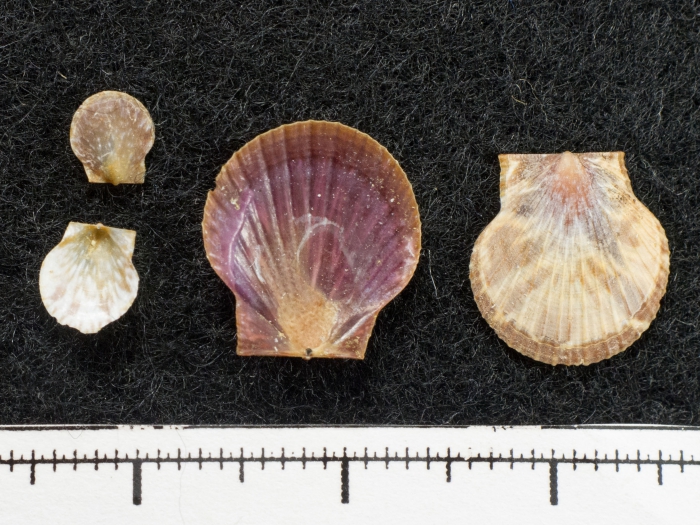 Placopecten - juveniles Placopecten - juveniles