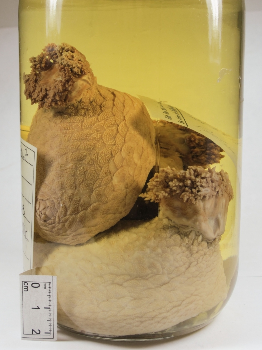 Psolus fabricii - large preserved Psolus fabricii - large preserved