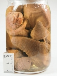 Sea cucumbers