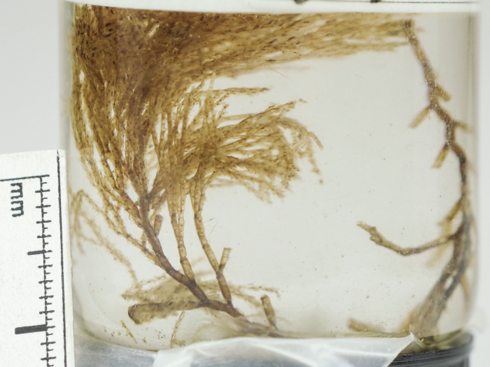 Sertularia plumosa Sertularia plumosa