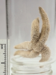 Stephanasterias albula, author: Fisheries and Oceans Canada, Claude Nozes