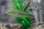 tomcod - aquarium