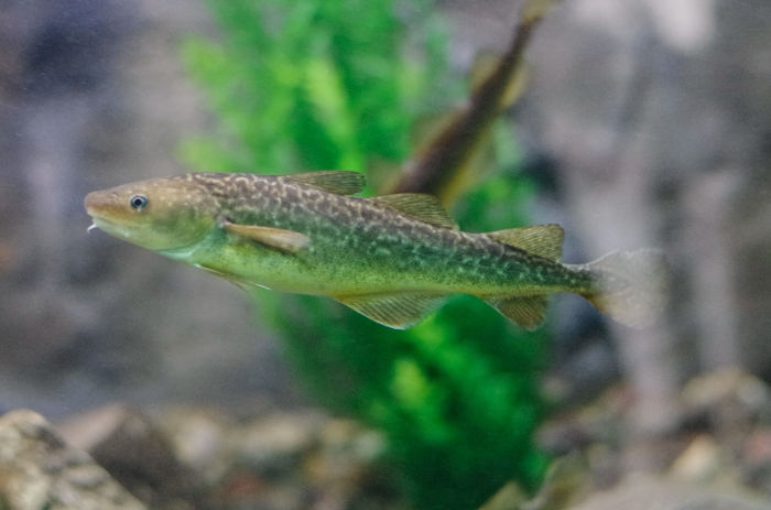 tomcod - aquarium tomcod - aquarium