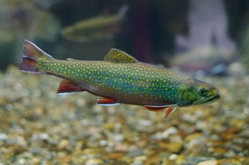 brook trout - aquarium brook trout - aquarium