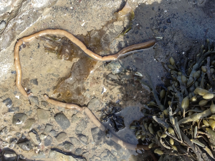 Alcyonidium pachydermatum - unconfirmed 2