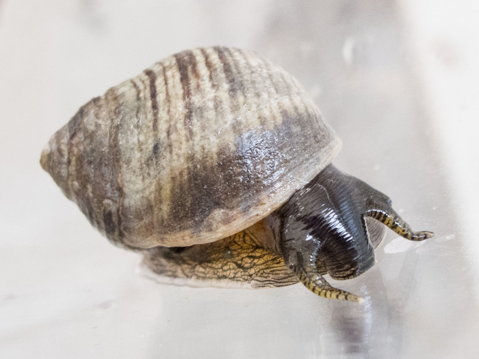 Littorina littorea - on foot Littorina littorea - on foot