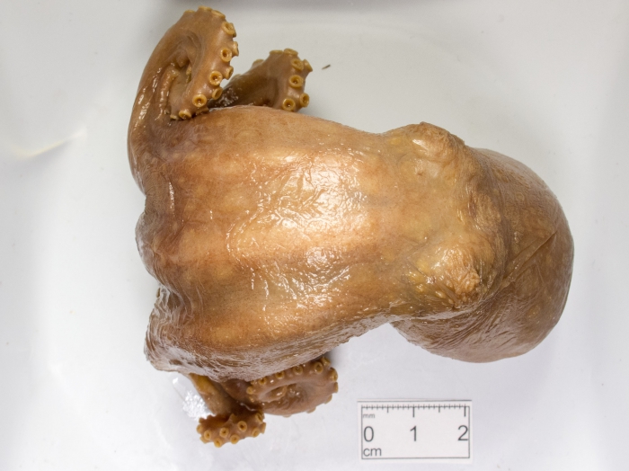 Bathypolypus arcticus Bathypolypus arcticus