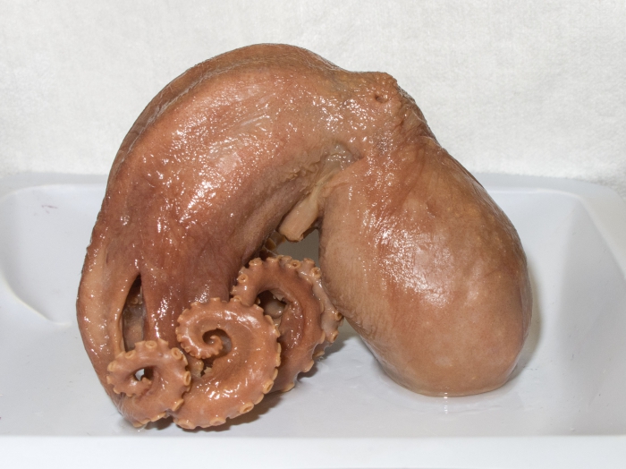 Bathypolypus arcticus - side Bathypolypus arcticus - side