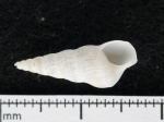 Acirsa borealis, author: Fisheries and Oceans Canada, Claude Nozes
