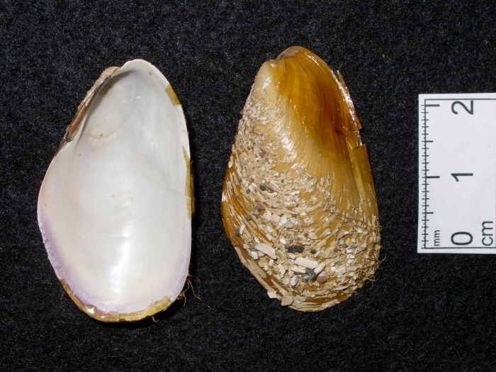 Modiolus modiolus - small Modiolus modiolus - small