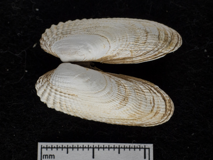 Petricola pholadiformis Petricola pholadiformis