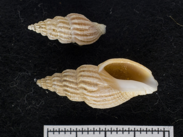 Oenopota pingelii Oenopota pingelii