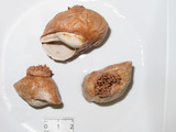 Allantactis parasitica - trio, author: Fisheries and Oceans Canada, Claude Nozes