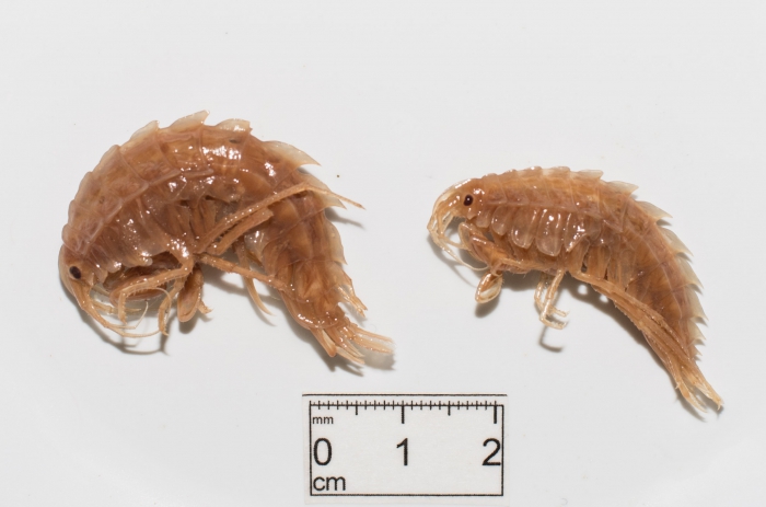 Gammaracanthus loricatus - pair Gammaracanthus loricatus - pair
