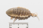 Synidotea bicuspida - dorsal, author: Fisheries and Oceans Canada, Claude Nozes