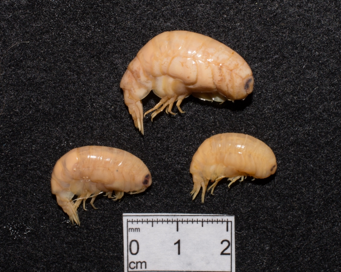 Socarnes bidenticulatus - trio Socarnes bidenticulatus - trio