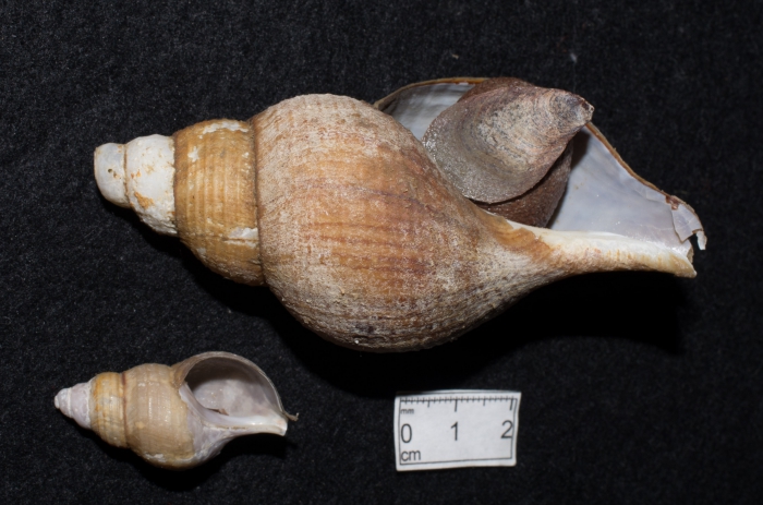 Colus islandicus - pair Colus islandicus - pair