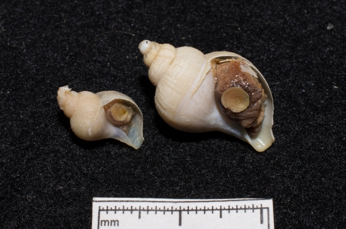 Buccinum micropoma - pair Buccinum micropoma - pair
